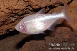 Blinder Höhlensalmler, Astyanax fasciatus mexicanus, 2 cm