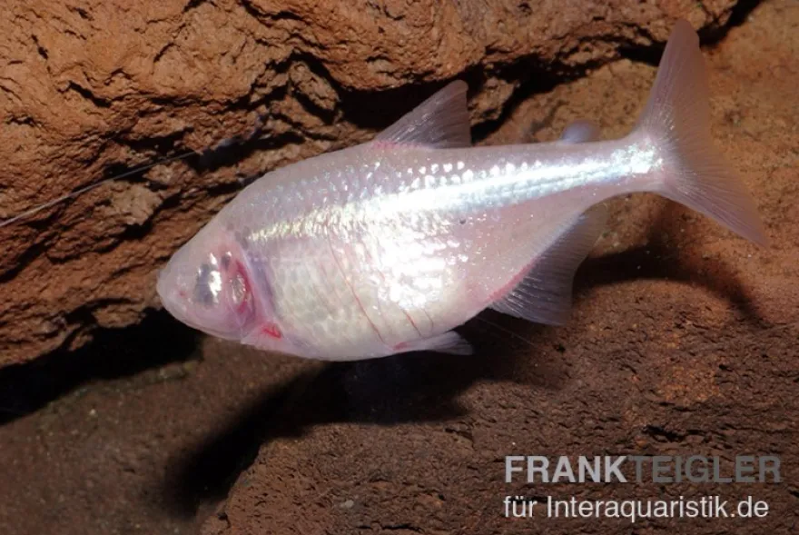 Blinder Höhlensalmler, Astyanax fasciatus mexicanus, 2 cm