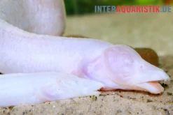 Blinder Stachelaal, Caecomasta­cembelus brichardi