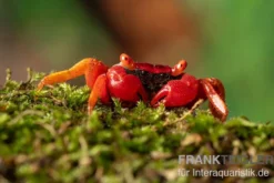 Blood-Devil Vampirkrabbe, Geosesarma sp., Zufällig ausgewählt