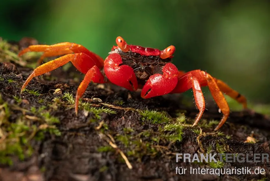 Blood-Devil Vampirkrabbe, Geosesarma sp., Zufällig ausgewählt