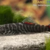 Bloody Mary Flossensauger Gastromyzon sp. "Bloody Mary"