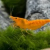 Bloody Orange Garnele, Neocaridina davidi