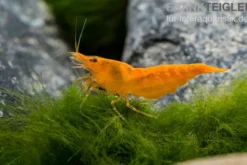 Bloody Orange Garnele, Neocaridina davidi