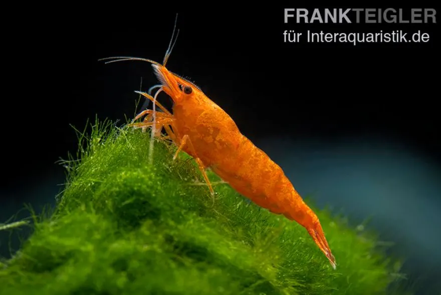 Bloody Orange Garnele, Neocaridina davidi