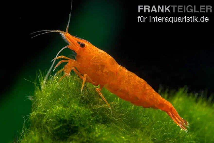 Bloody Orange Garnele, Neocaridina davidi