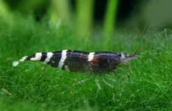 Blue Bee Garnele, Paracaridina sp. Blue Bee