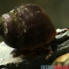 Blue Berry Snail, Notopala sp.