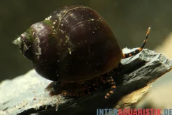 Blue Berry Snail, Notopala sp.