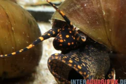 Blue Berry Snail, Notopala sp.