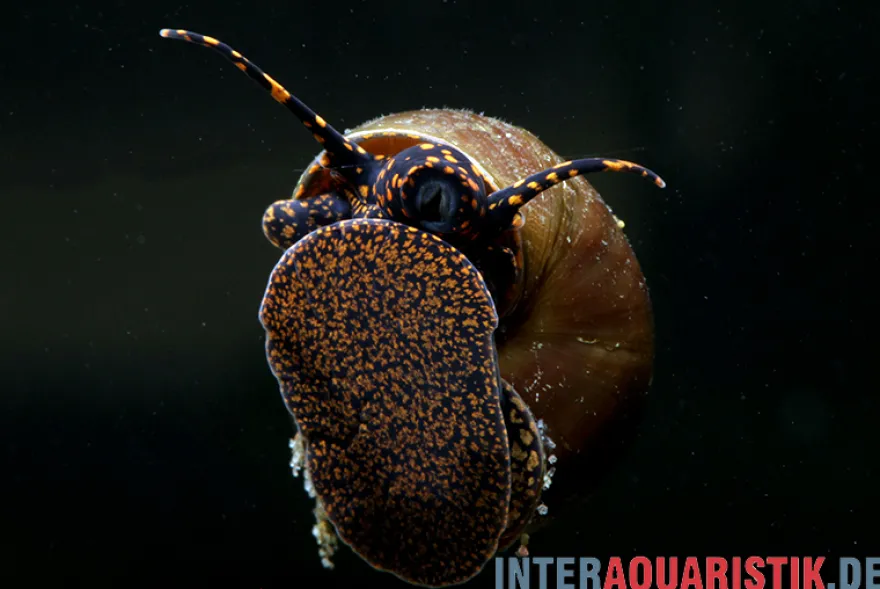 Blue Berry Snail, Notopala sp.