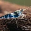 Blue Calceo Garnele, Caridina sp.