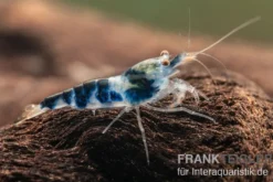 Blue Calceo Garnele, Caridina sp.