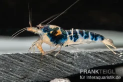 Blue Calceo Garnele, Caridina sp.