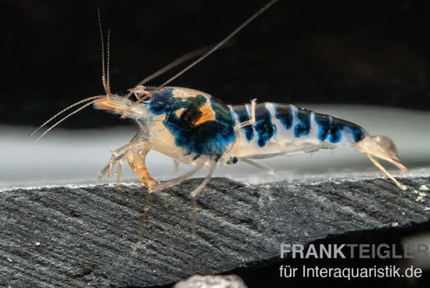 Blue Calceo Garnele, Caridina sp.