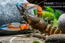 "Blue Claw" Tigerkrebs, Cherax peknyi var. "Blue Claw" - Zufällig