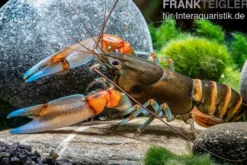 "Blue Claw" Tigerkrebs, Cherax peknyi var. "Blue Claw" - Zufällig