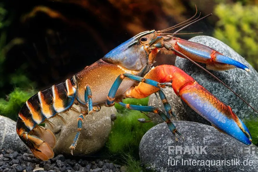 "Blue Claw" Tigerkrebs, Cherax peknyi var. "Blue Claw" - Zufällig
