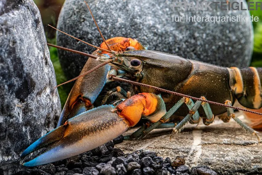 "Blue Claw" Tigerkrebs, Cherax peknyi var. "Blue Claw" - Zufällig