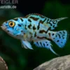 Blue Dempsey, Rocio octofasciata "Blue Dempsey"