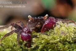 Blue Devil Vampirkrabbe, Geosesarma dennerle sp. blue, Zufällig ausgewählt
