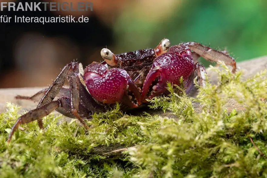 Blue Devil Vampirkrabbe, Geosesarma dennerle sp. blue, Zufällig ausgewählt