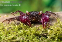 Blue Devil Vampirkrabbe, Geosesarma dennerle sp. blue, Zufällig ausgewählt