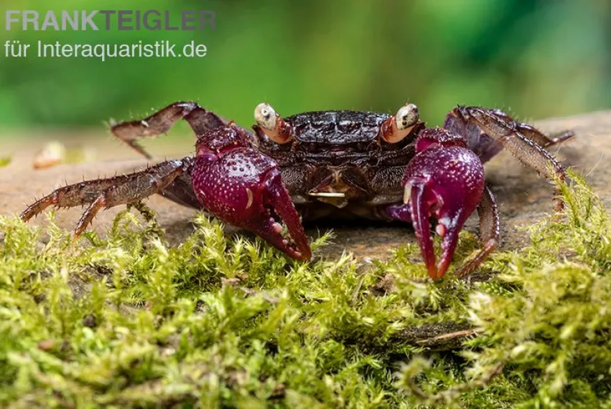Blue Devil Vampirkrabbe, Geosesarma dennerle sp. blue, Zufällig ausgewählt