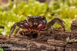 Blue Devil Vampirkrabbe, Geosesarma dennerle sp. blue, Zufällig ausgewählt
