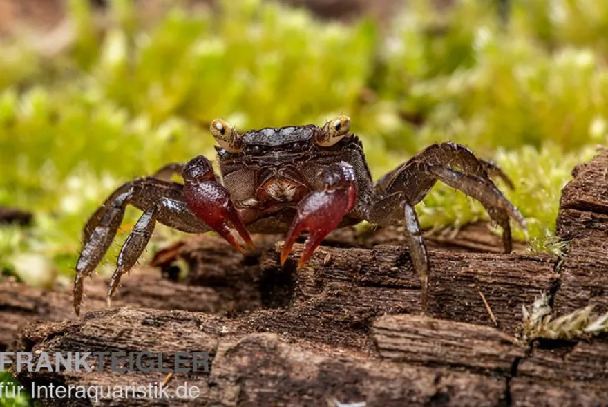 Blue Devil Vampirkrabbe, Geosesarma dennerle sp. blue, Zufällig ausgewählt