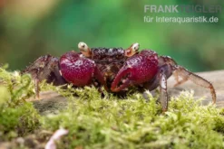 Blue Devil Vampirkrabbe, Geosesarma dennerle sp. blue, Zufällig ausgewählt