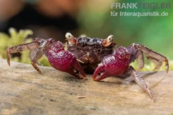 Blue Devil Vampirkrabbe, Geosesarma dennerle sp. blue, Zufällig ausgewählt