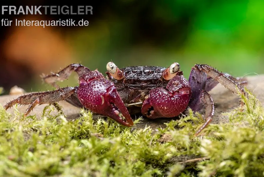 Blue Devil Vampirkrabbe, Geosesarma dennerle sp. blue, Zufällig ausgewählt
