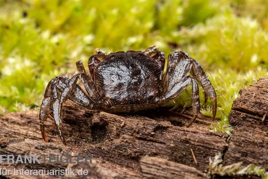 Blue Devil Vampirkrabbe, Geosesarma dennerle sp. blue, Zufällig ausgewählt