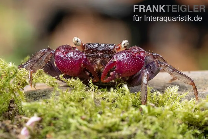 Blue Devil Vampirkrabbe, Geosesarma dennerle sp. blue, Zufällig ausgewählt