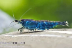 Blue Diamond Garnele, Neocaridina davidi "Blue Diamond"