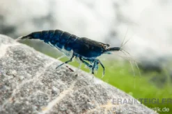 Blue Diamond Garnele, Neocaridina davidi "Blue Diamond"