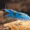 Blue Dream Garnele, Neocaridina davidi