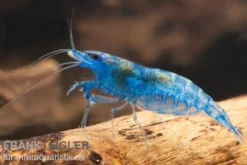 Blue Dream Garnele, Neocaridina davidi