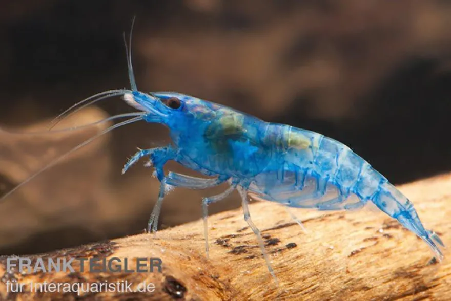 Blue Dream Garnele, Neocaridina davidi