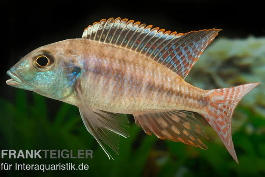 Blue Fin Sandbuntbarsch, Lethrinops albus Kande "Blue Fin", 7-9 cm DNZ