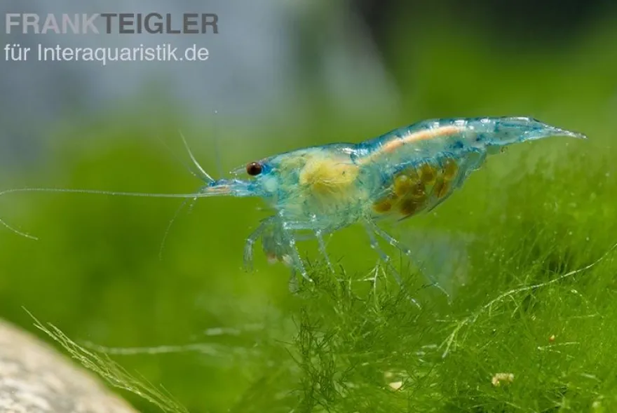 Blue Jelly Garnele, Neocaridina davidi "Blue Jelly"