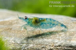 Blue Jelly Garnele, Neocaridina davidi