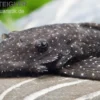 Blue Medusa Pleco (LDA 74), Ancistrus macrophthalmus