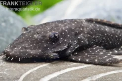 Blue Medusa Pleco (LDA 74), Ancistrus macrophthalmus