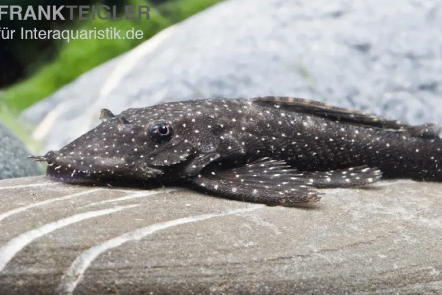 Blue Medusa Pleco (LDA 74), Ancistrus macrophthalmus