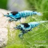Blue Mosura King Kong Garnele, Caridina spec. (Taiwan Bee)