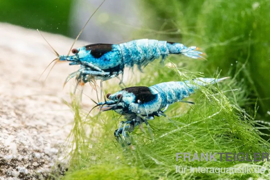 Blue Mosura King Kong Garnele, Caridina spec. (Taiwan Bee)