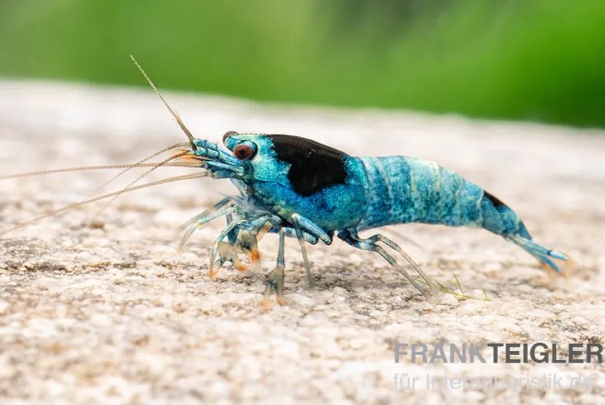 Blue Mosura King Kong Garnele, Caridina spec. (Taiwan Bee)