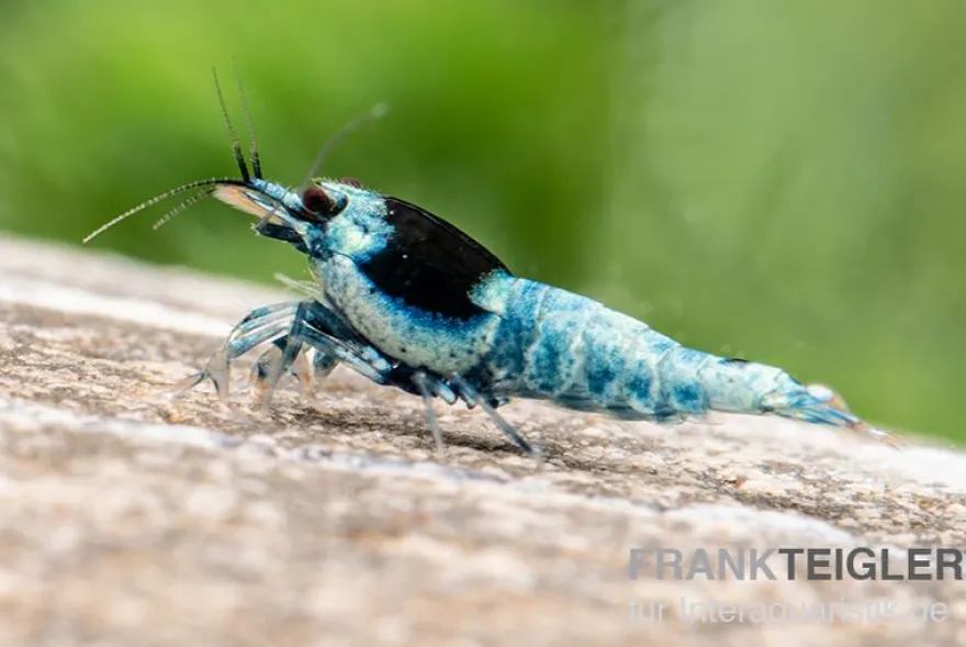 Blue Mosura King Kong Garnele, Caridina spec. (Taiwan Bee)